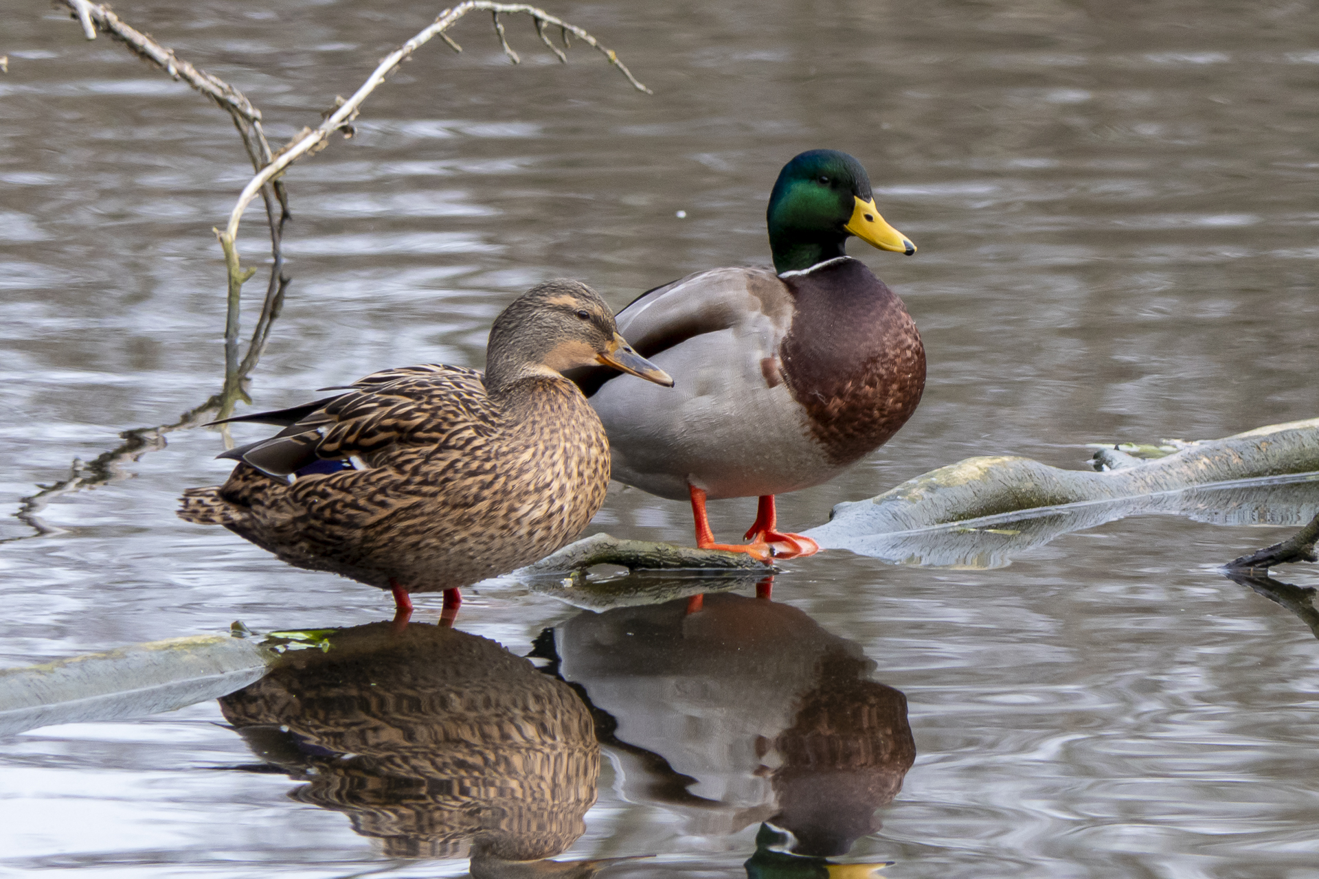 Canard colvert (Anas platyrhynchos) - © Gregory Brouilliard