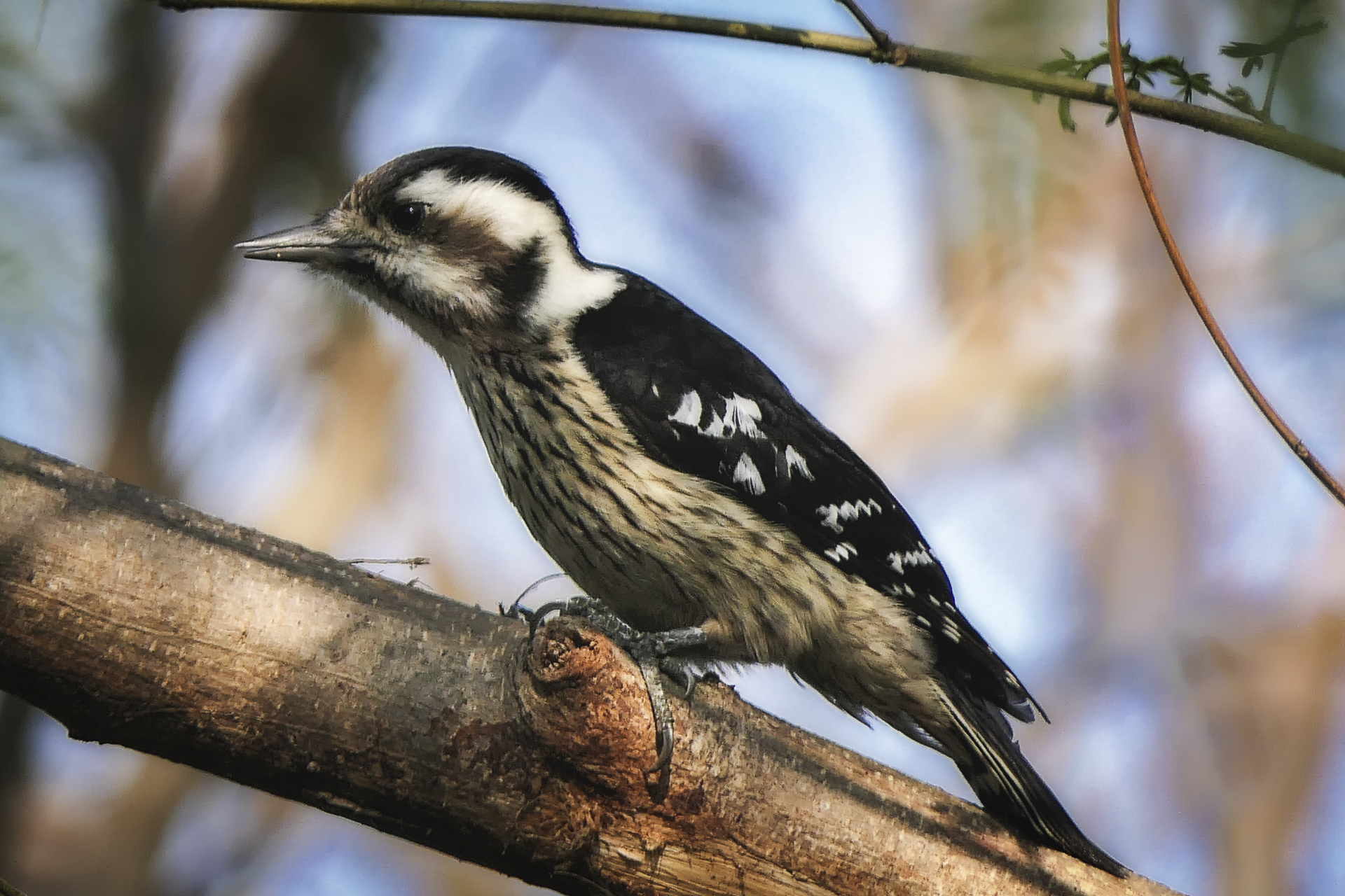Pic à coiffe grise (Dendrocopos canicapillus) - © Gregory Brouilliard