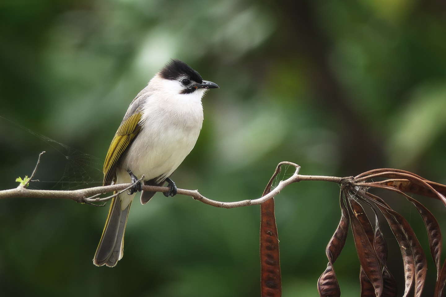 Styan's Bulbul