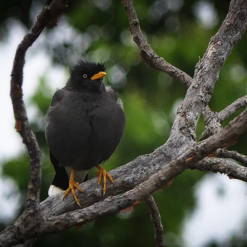 Crested Myna