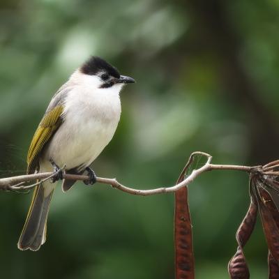 Styansbulbul