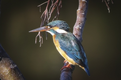 Les oiseaux des étangs de Commelles